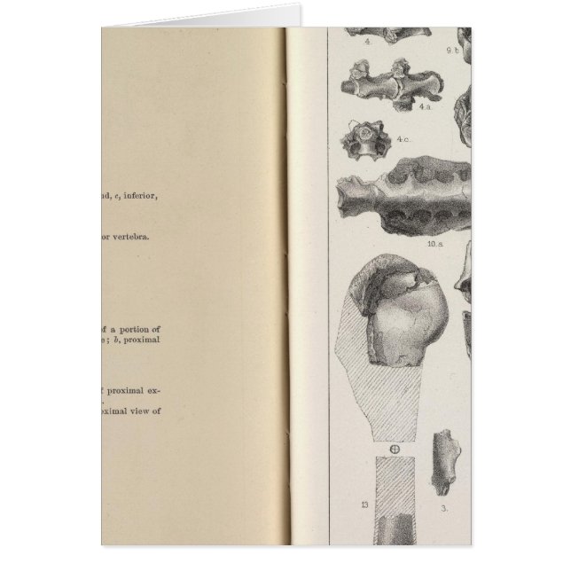 LXVIII Vultur umbrosus (Front)