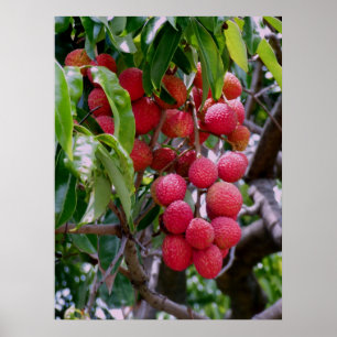 Lychee Fruit Poster
