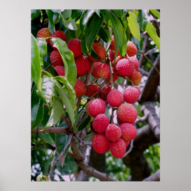 Lychee Fruit Poster (Front)