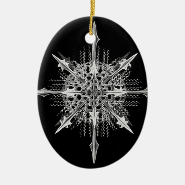 Lychnaspis miranda Ernst Haeckel Fine Art Ceramic Tree Decoration (Front)