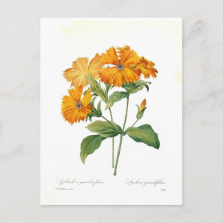 Lychnis Postcard