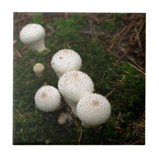 Lycoperdon puffball mushrooms tile