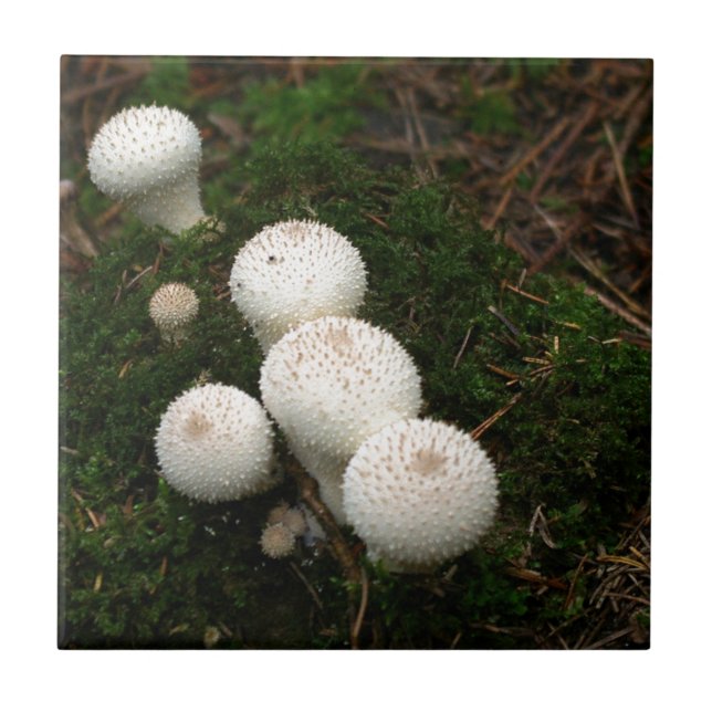 Lycoperdon puffball mushrooms tile (Front)