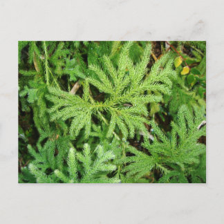 Lycopodium paniculatum, Southern Chile Postcard