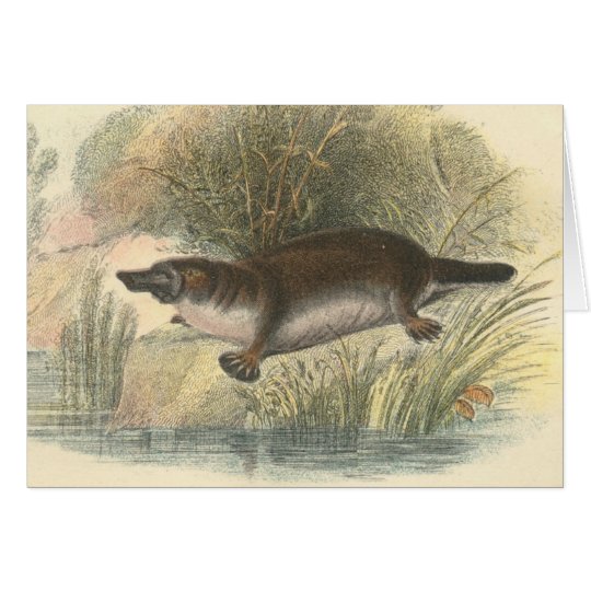 Lydekker - Platypus Card