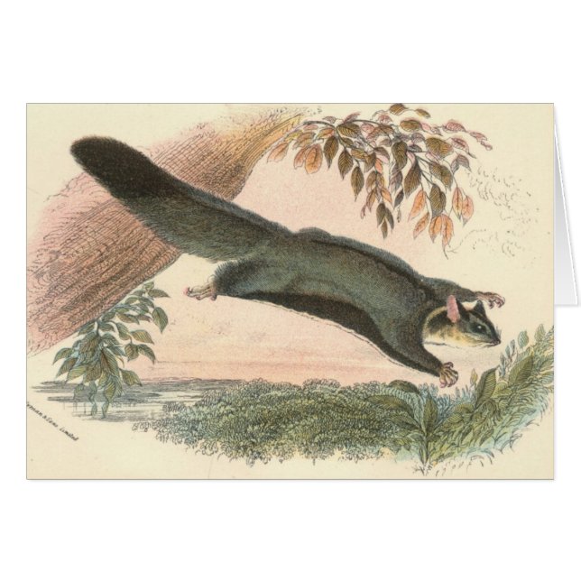 Lydekker - Squirrel Flying Phalanger/Possum (Front Horizontal)