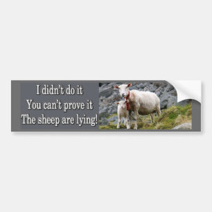 Lying Sheep Bumper Sticker