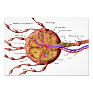 Lymph node poster