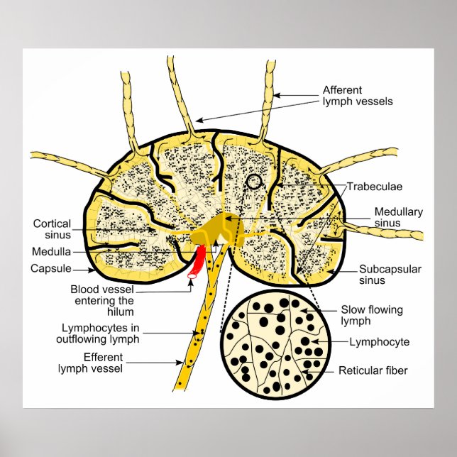 Lymph Node Showing Flow of Lymph to Lymph Sinuses Poster (Front)
