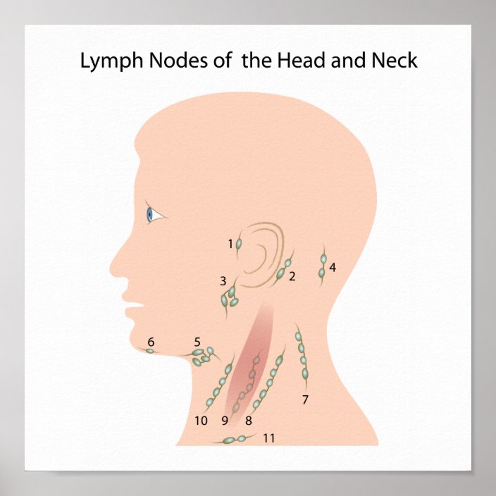 Lymph Nodes Of The Head And Neck Poster Uk