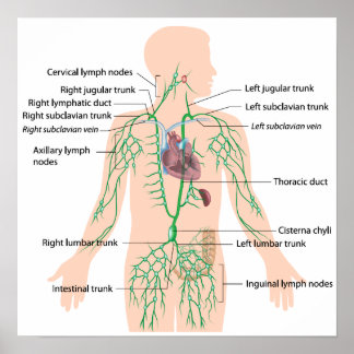 Lymphatic drainage labeled poster