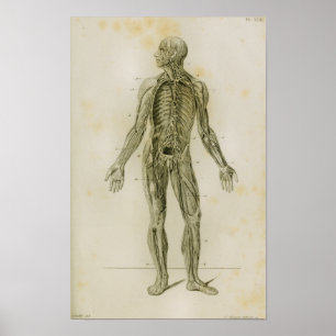 Lymphatic System Vintage Anatomy Print