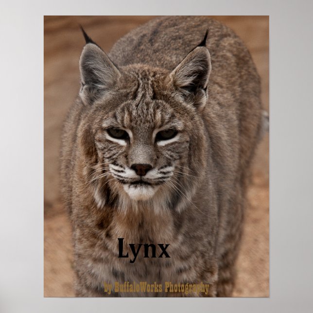 Lynx 5214 poster (Front)