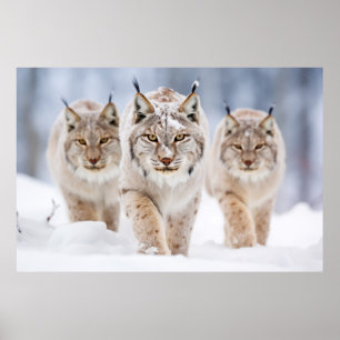 Lynx Animal Family Wandering Nature  Poster
