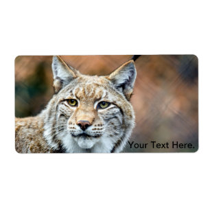 Lynx Bobcat Wildlife Predator Cat