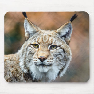 Lynx Bobcat Wildlife Predator Cat Mouse Mat
