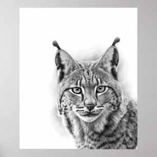 Lynx Cat Sketch Portrait  Black white Poster