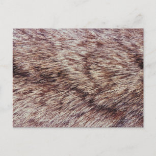 Lynx fur postcard