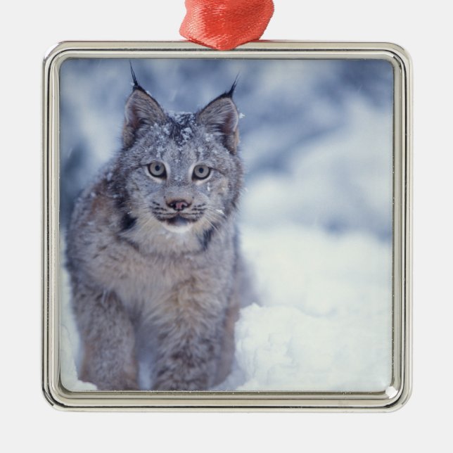 Lynx in the snow in the foothills metal tree decoration (Front)