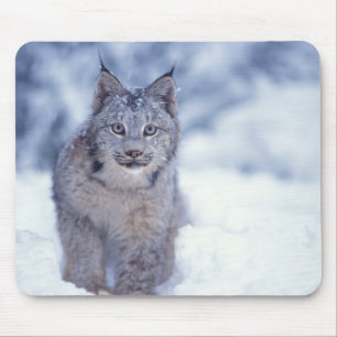 Lynx in the snow in the foothills mouse mat