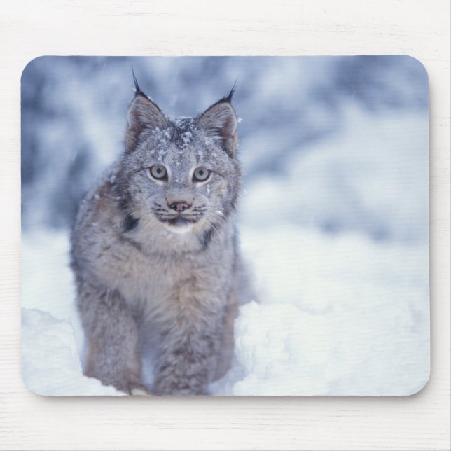 Lynx in the snow in the foothills mouse mat (Front)