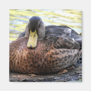 Lynx Lake Waterfowl Magnet