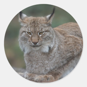Lynx Looking At You Classic Round Sticker