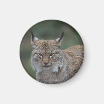 Lynx Looking At You