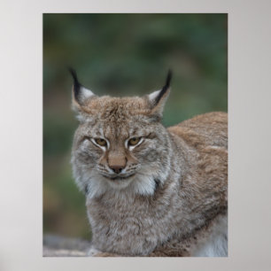 Lynx Looking At You Poster