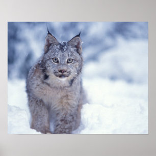 lynx, Lynx lynx, in the snow in the foothills of Poster