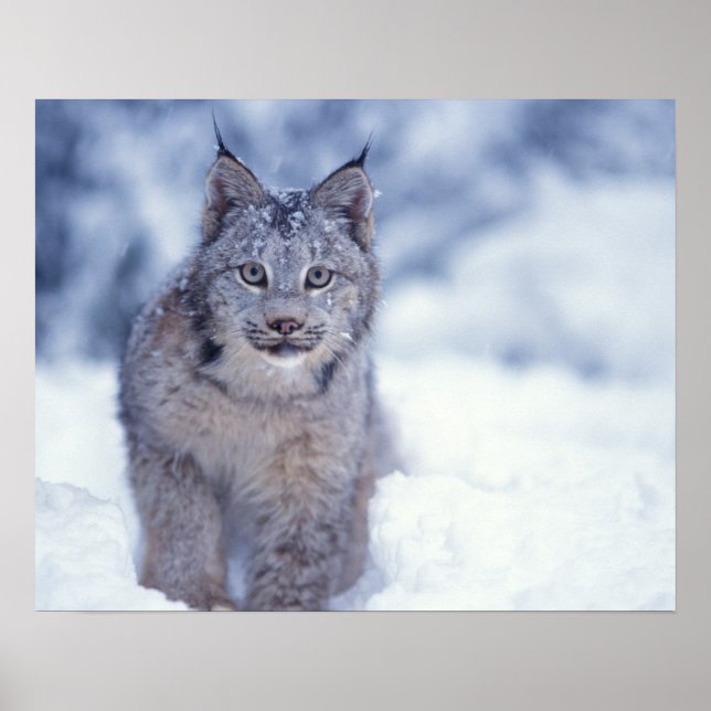 lynx, Lynx lynx, in the snow in the foothills of Poster (Front)