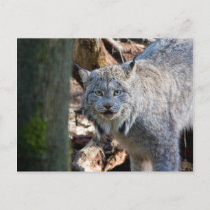 Lynx Postcard