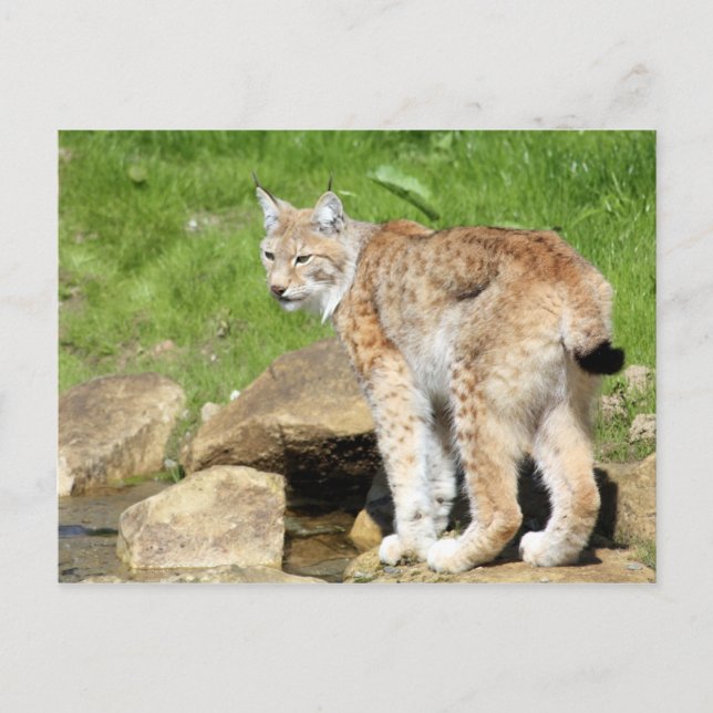 Lynx Postcard (Front)