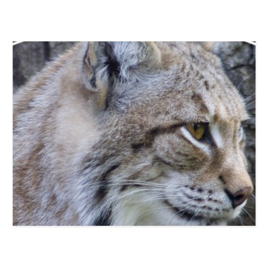 Lynx Postcard
