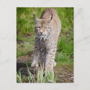 Lynx postcard