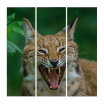 Lynx Showing His Teeth