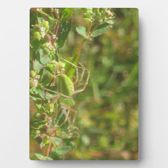 Lynx Spider Plaque (Front)