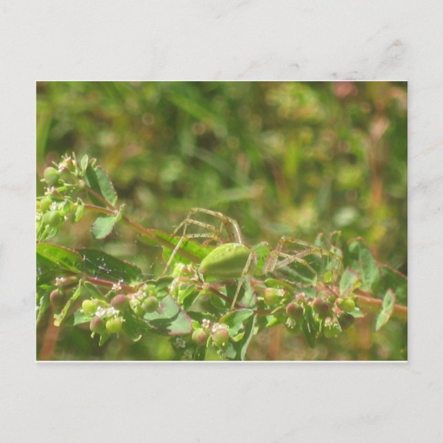 Lynx Spider Postcard (Front)