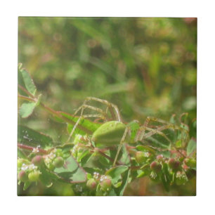 Lynx Spider Tile