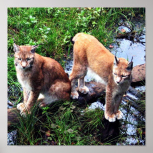 Lynxes poster