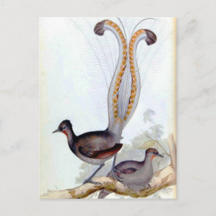 Lyre Bird Vintage Poster Postcard