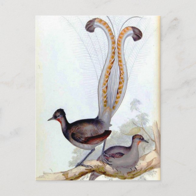Lyre Bird Vintage Poster Postcard (Front)