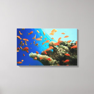 Lyretail anthias on coral reef canvas print