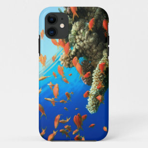 Lyretail anthias on coral reef iPhone 11 case