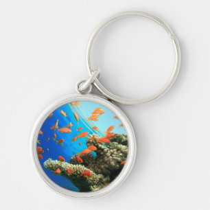 Lyretail anthias on coral reef key ring