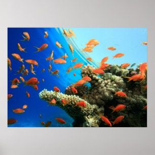 Lyretail anthias on coral reef poster