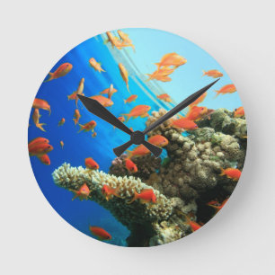 Lyretail anthias on coral reef round clock