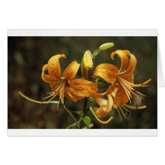 lys (Front Horizontal)