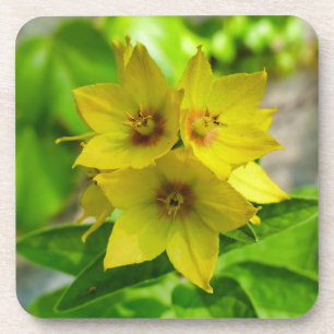 Lysimachia punctata coaster