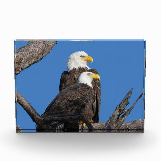 M15 & F23 - A New Couple Photo Block